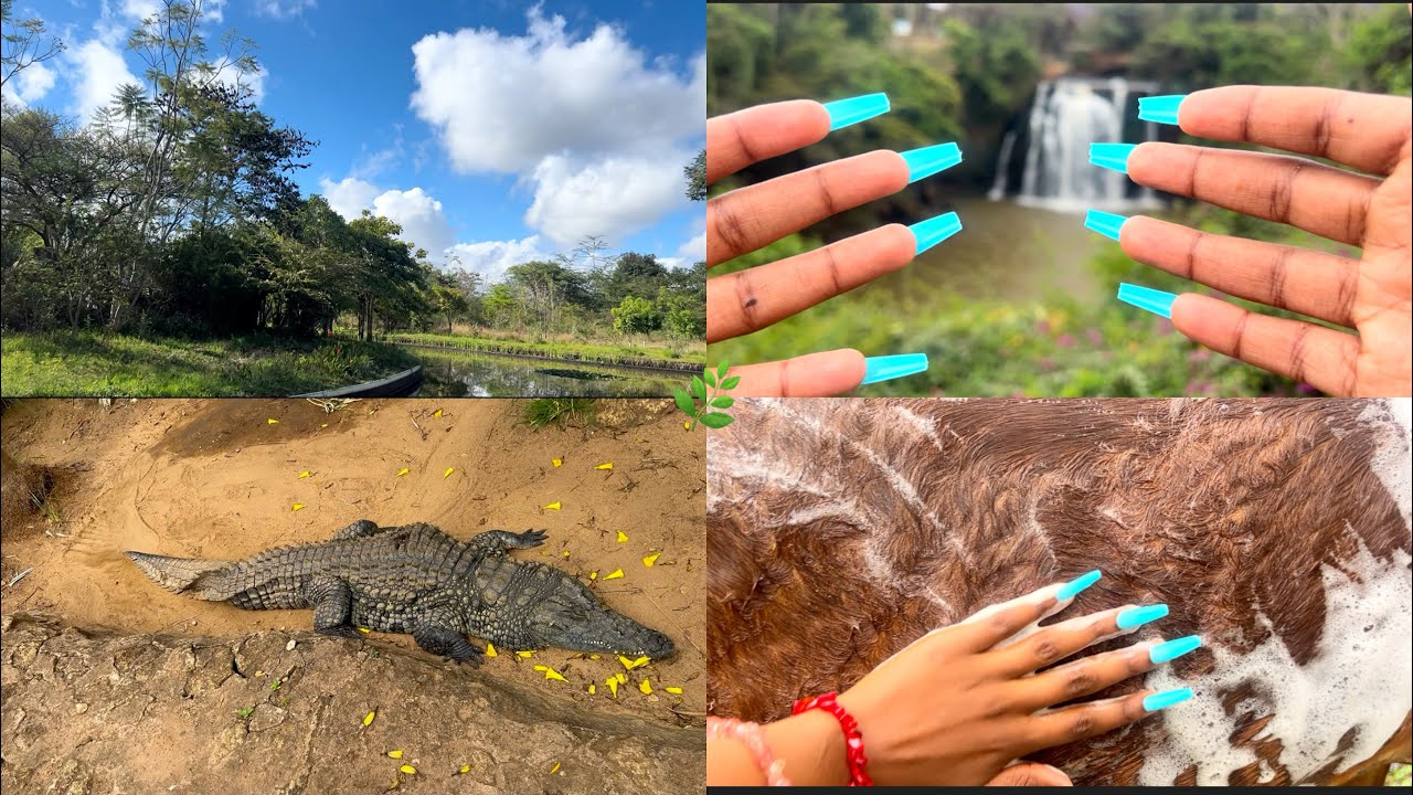 ASMR Nature Walk Tapping and Scratching🌿🐊