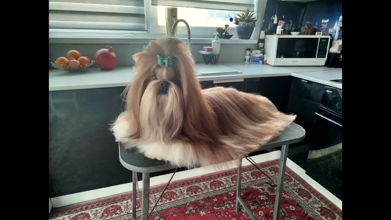 Shih Tzu dog show training