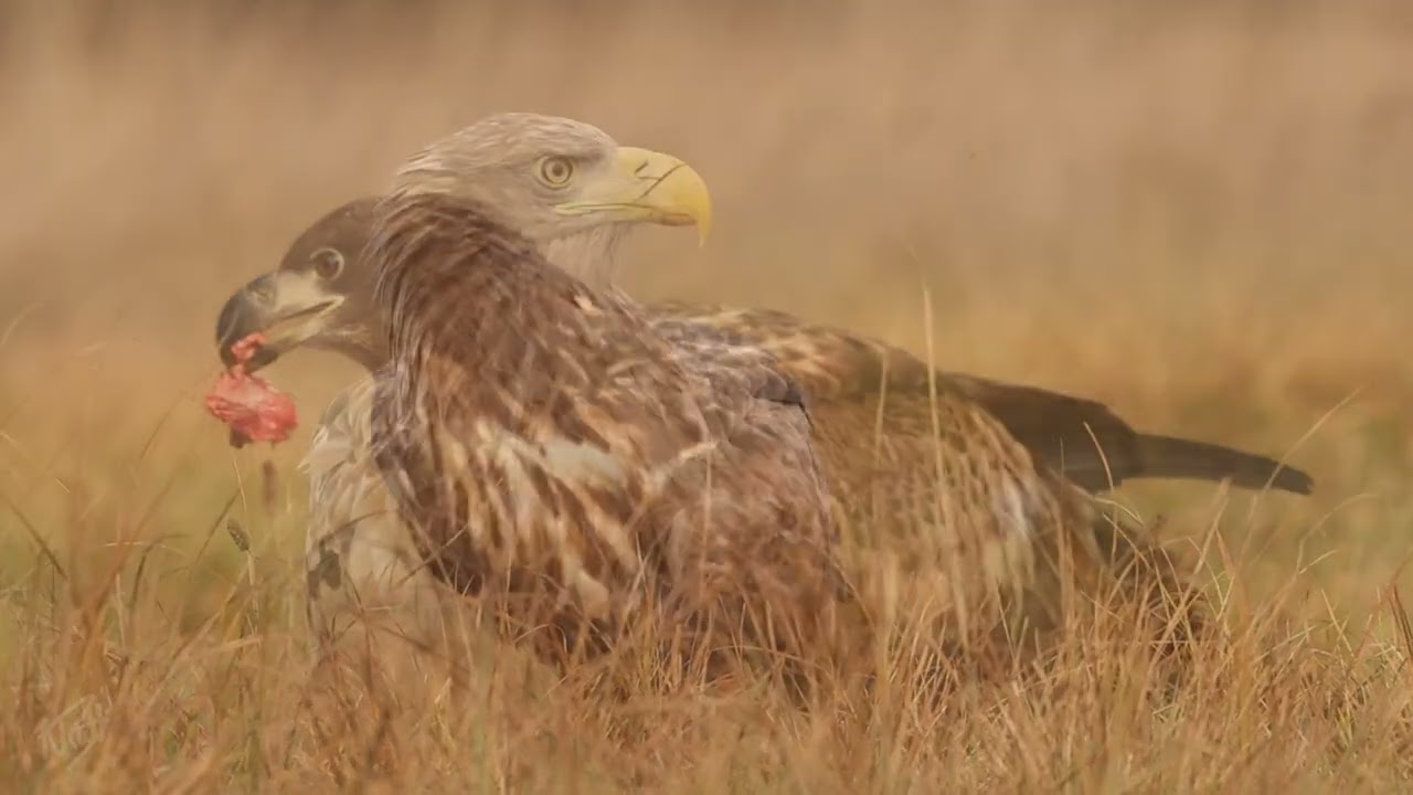White-tailed Eagles - Poland 2023