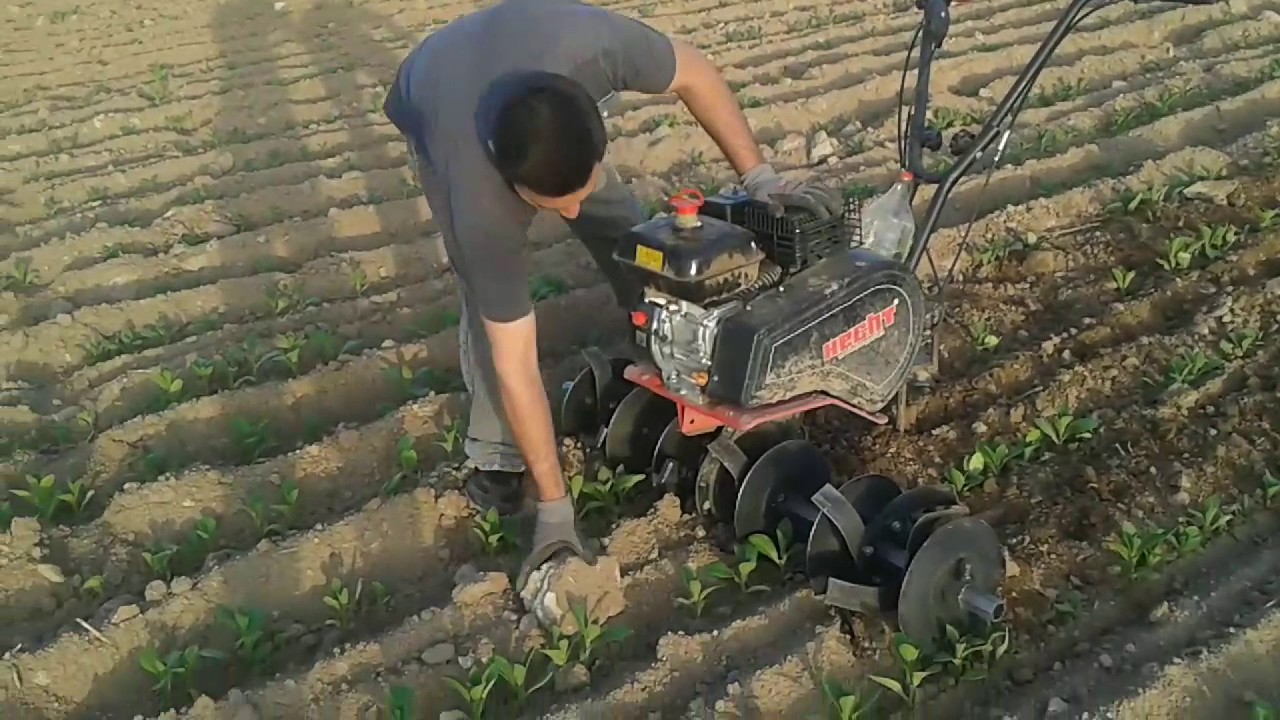 Manisa örencik köyü tütün çapası