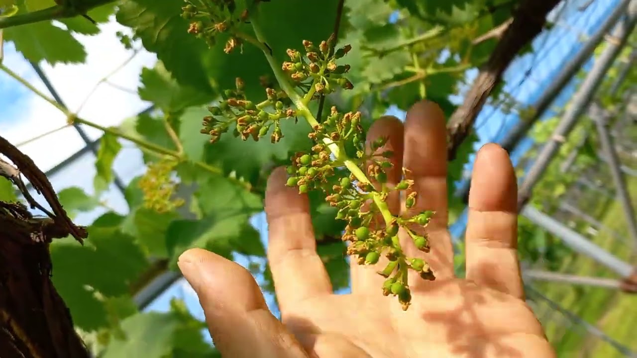 주말농장에 거봉포도 재배방법, 강포도농법, 영광포도원