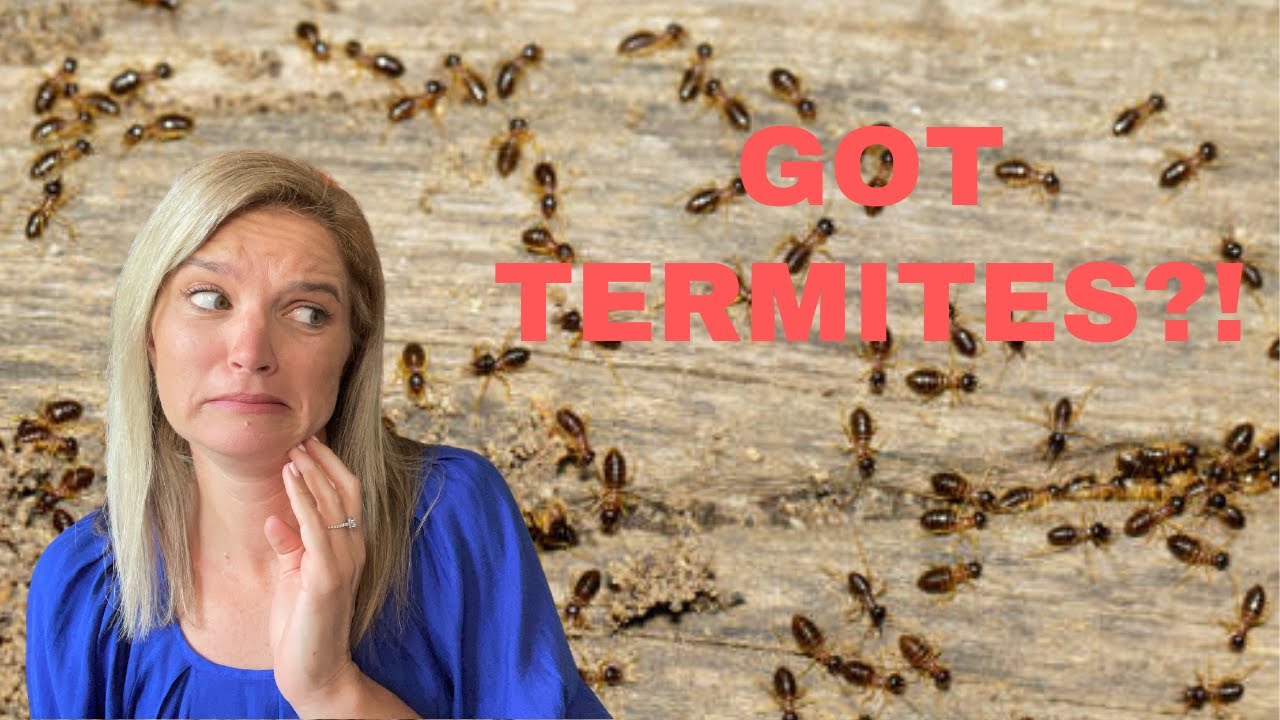 What is a Termite Bond?