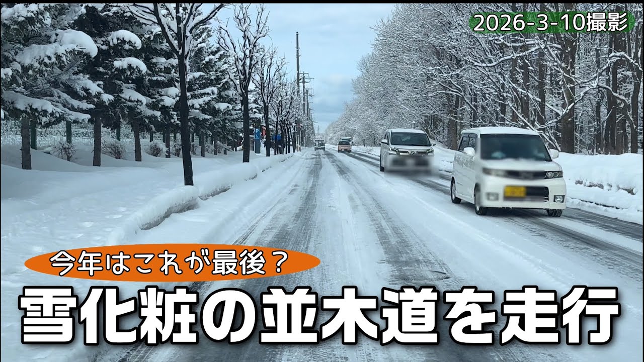 【走行動画】もしかするとこれで見納め！？ 雪化粧の並木道を走行