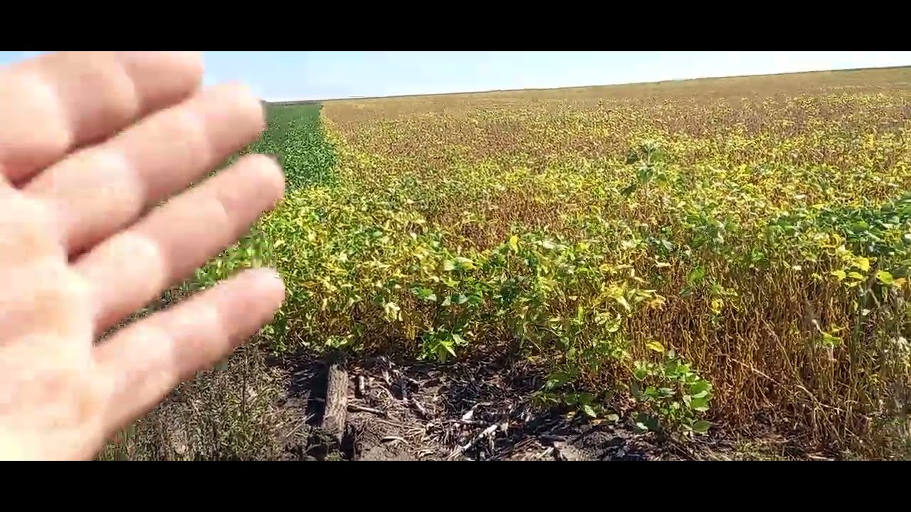 Що краще: ранній чи пізнній посів сої ? ☘☘☘