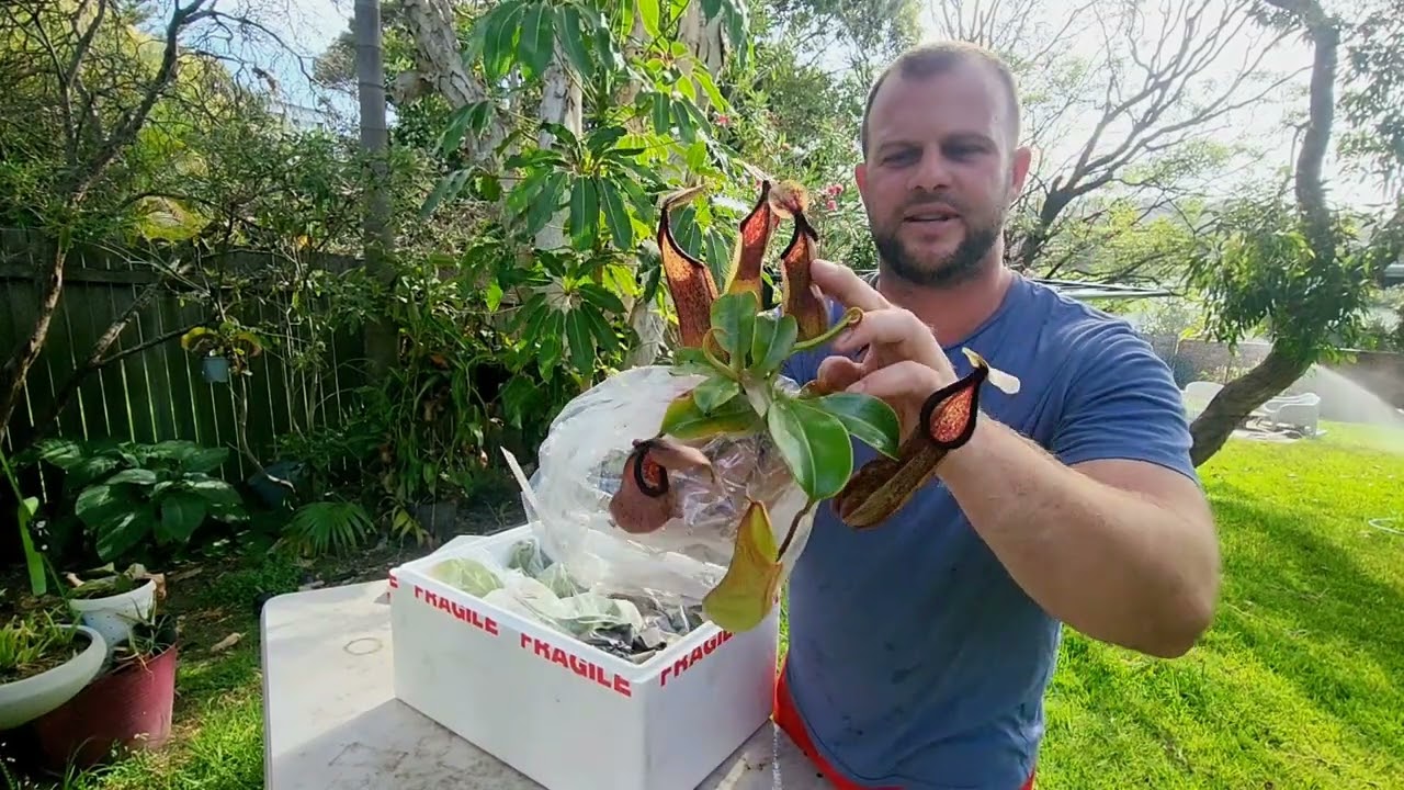 EPIC exotica plants unboxing!!!