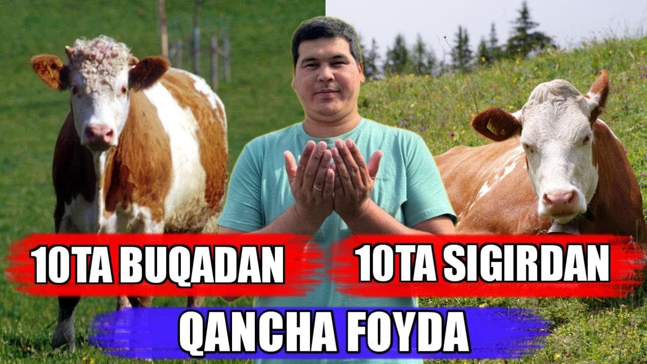 BUQADAN FOYDA KO’PMI, SIGIRDAN FOYDA KO’PMI?ROSSIYADAN NASILDOR BUQALAR VA SIGIRLAR