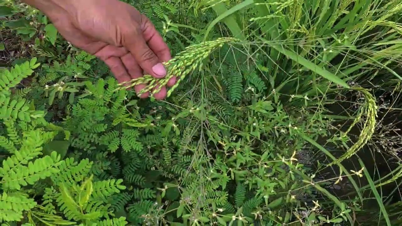4 LANG ANG NAABONO SA 1 HECTARE NA PALAYAN, DAHIL SA GOSHEN
