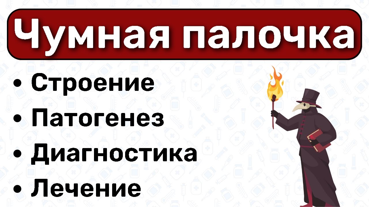 Чумная палочка: микробиология чумы, патогенез чумы, симптомы, диагностика, лечение