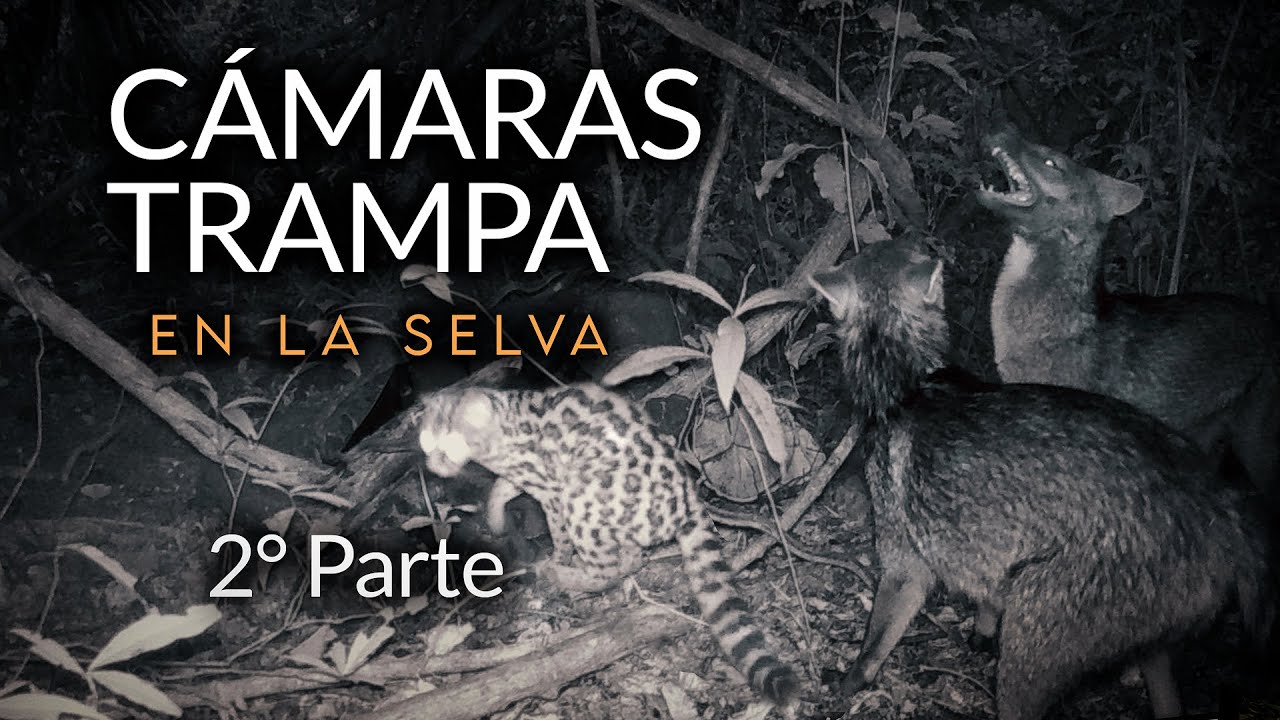 Cámara Trampa en Selva | 2° Parte - Identificando rastros e indicios de fauna para colocar la cámara