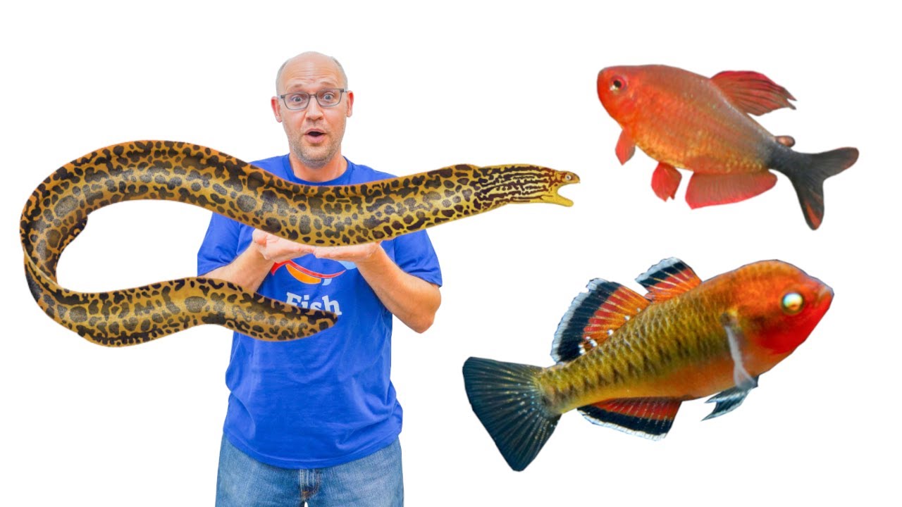 TRUE Freshwater Moray Eels & other neat stuff Tour
