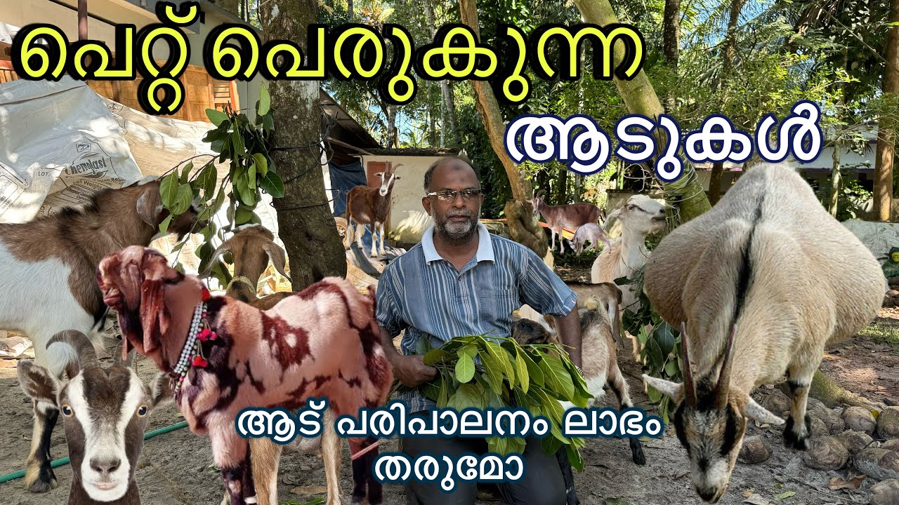 ഇപ്പോൾ ആട് വളർത്തൽ ലാഭകരമാണോ goat farming malayalam