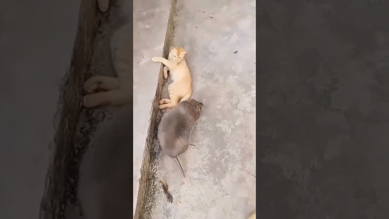 biggest rat🐁 in the world 🌍