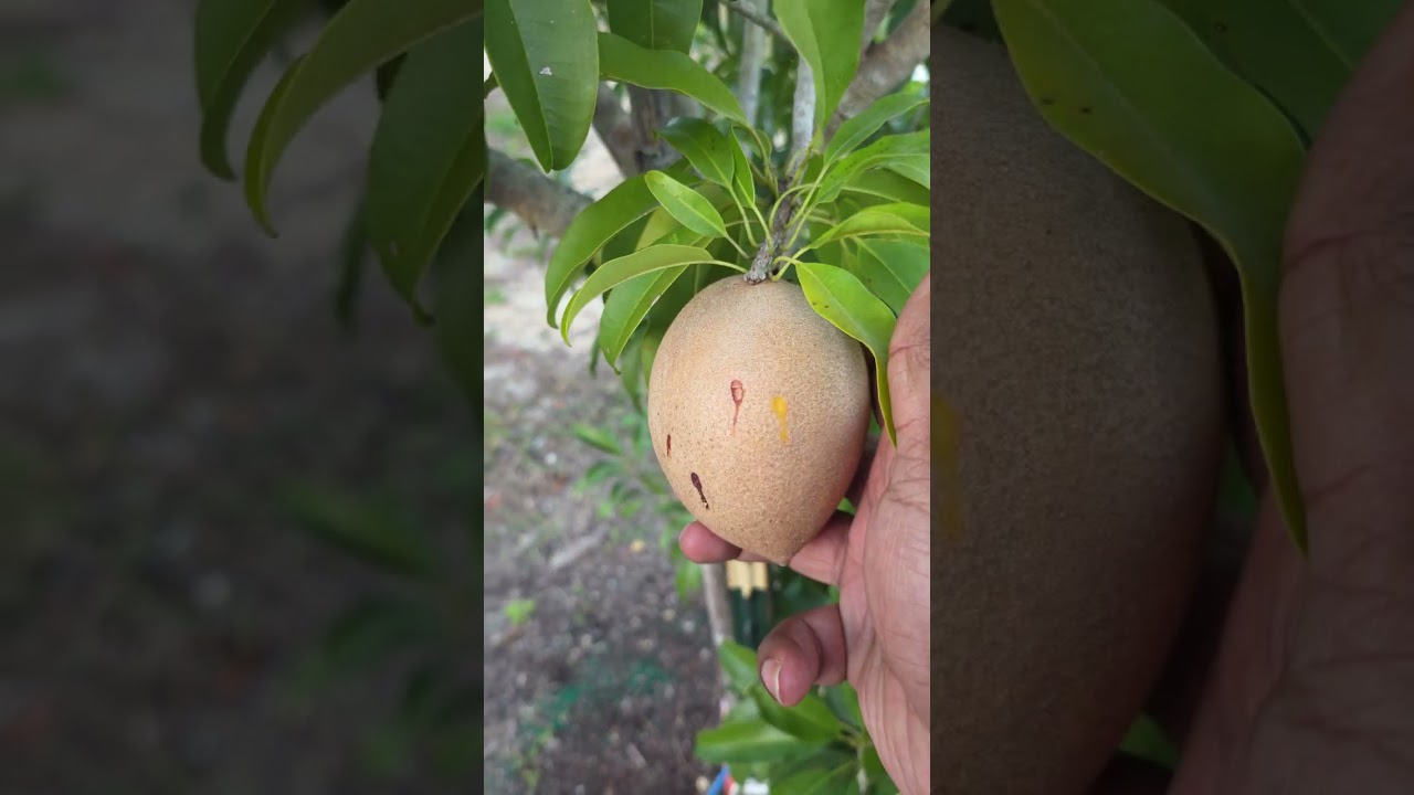 TropiCona Fruit Forest Tour - December 2025, Part 1