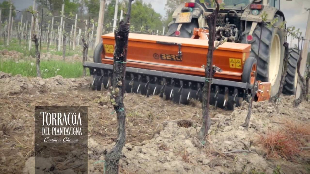Semina per Sovescio - Torraccia del Piantavigna