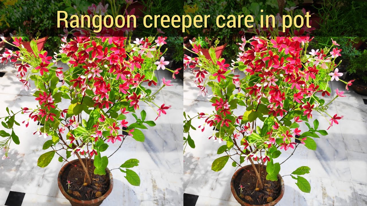 Madhumalti || Rangoon creeper || honey suckle, plant care, Dwarf variety rangoon creeper for pots