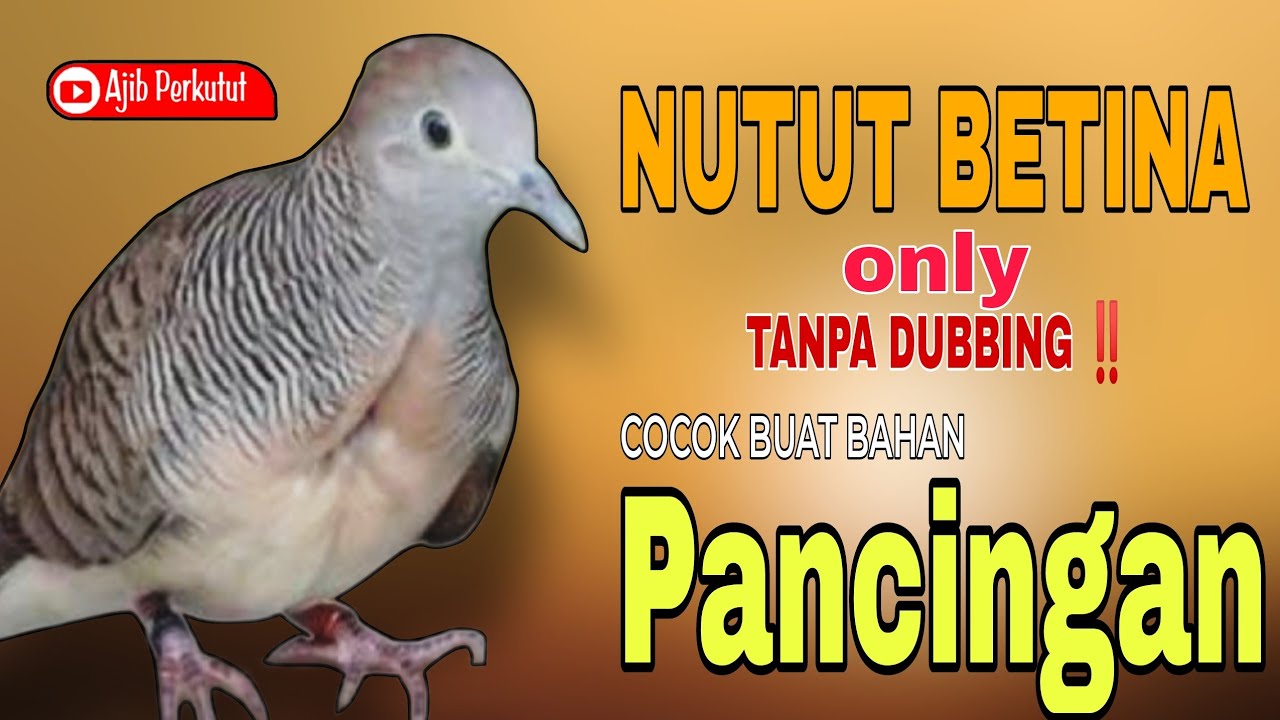 NUTUT PERKUTUT BETINA (PERKUTUT LOKAL BETINA GACOR) PANCINGAN
