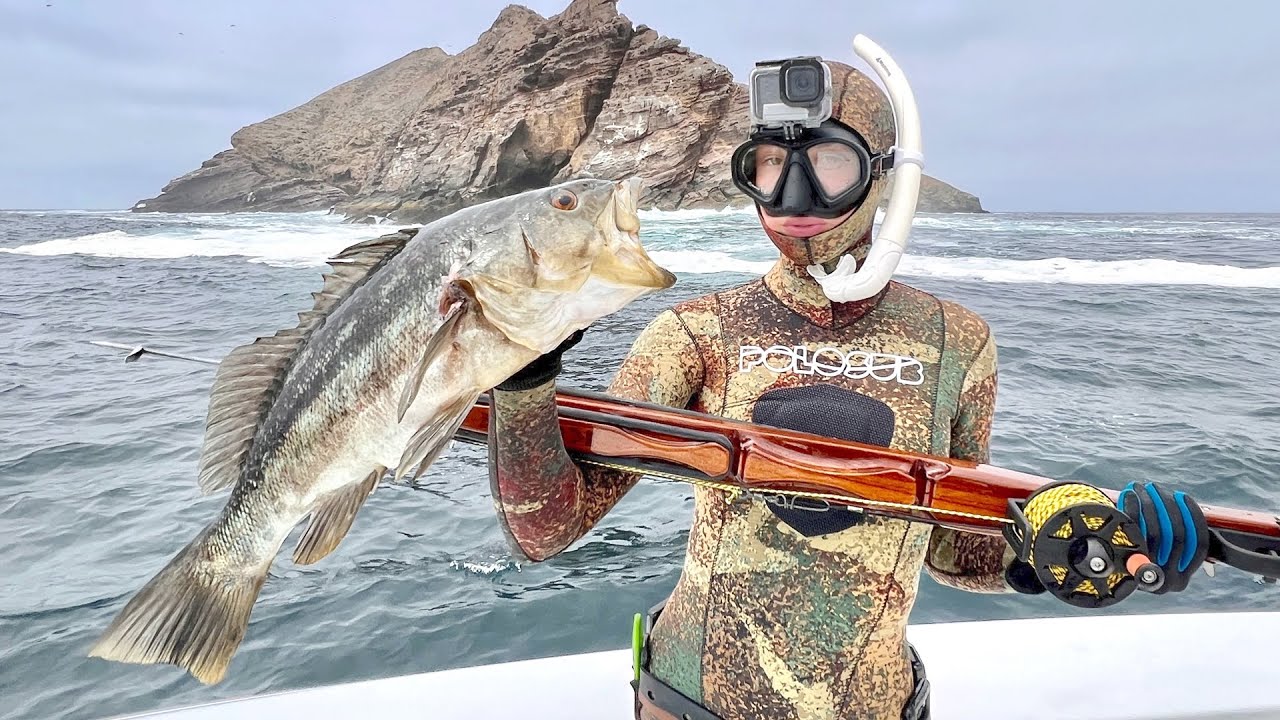 Spearfishing Kelp Forest off California (Coronado Islands) Catch, Clean & Cook