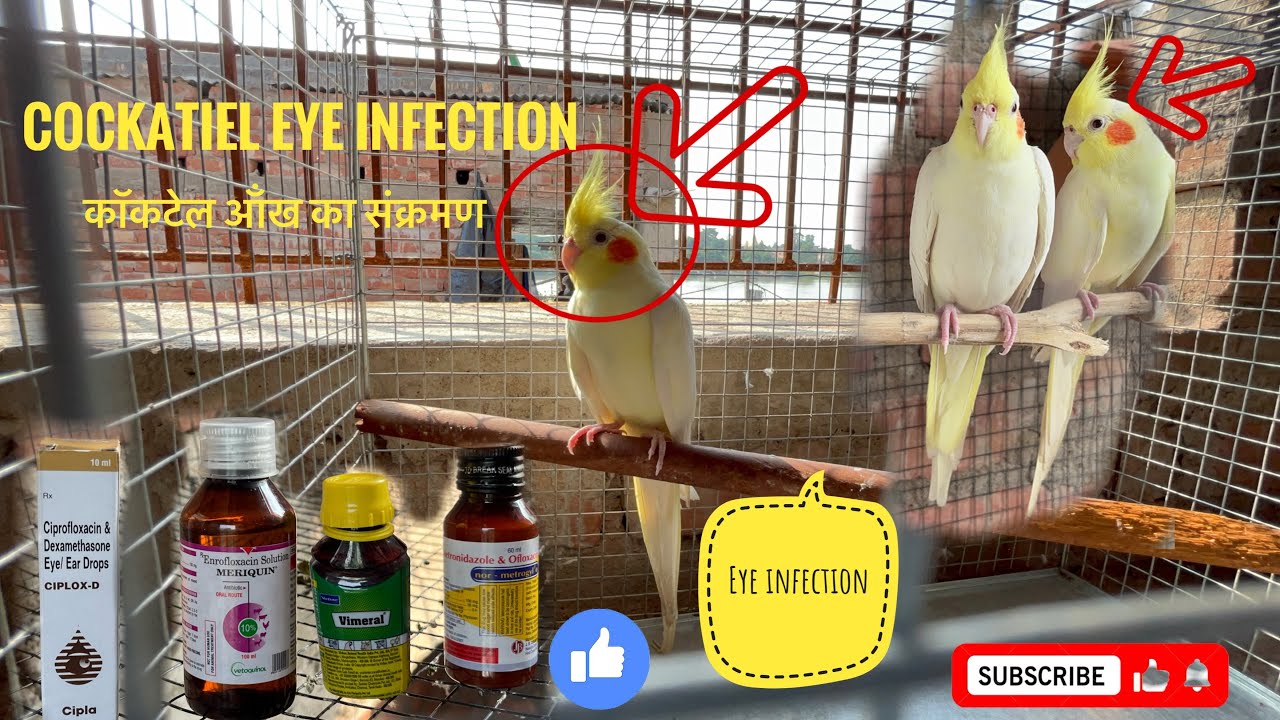 cocktail birds eye infection|cockatiel bird eye infection treatment|cockatiel bird eye infection🥺🦜