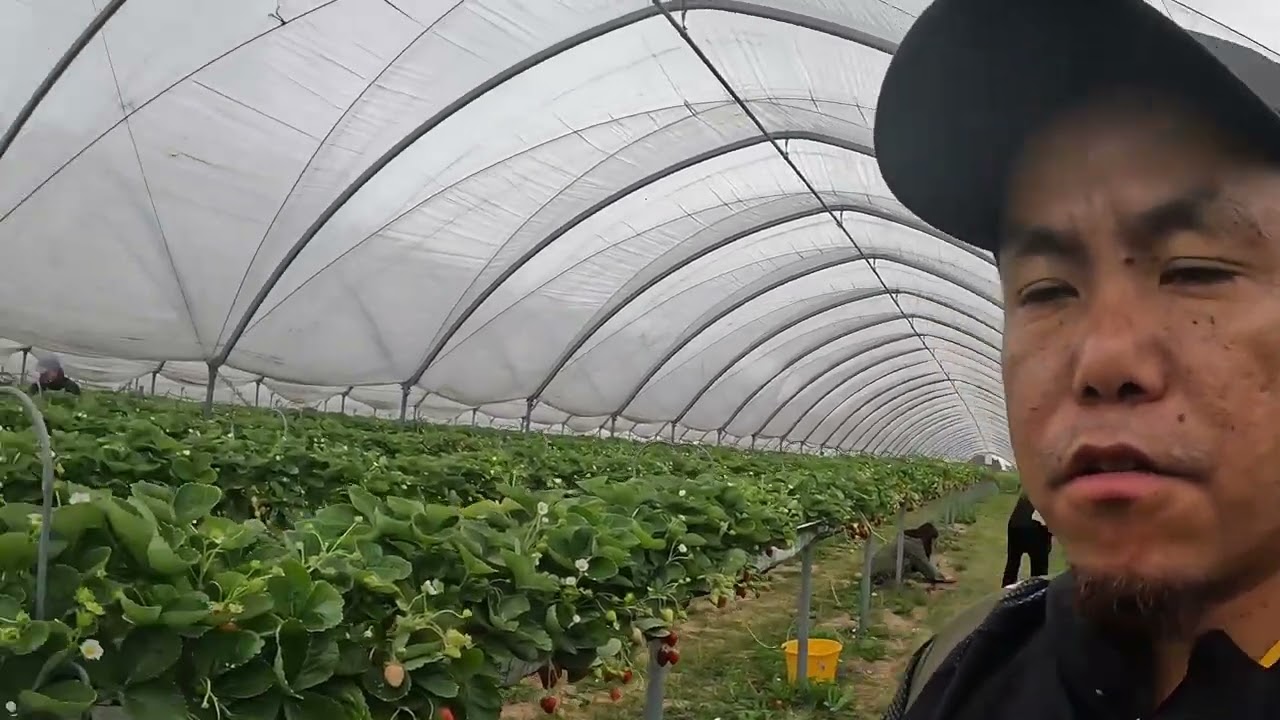 Felderland PYO 'Pick Your Own' Farm , फेल्डरल्याण्ड PYO 'पिक Vlog 2025