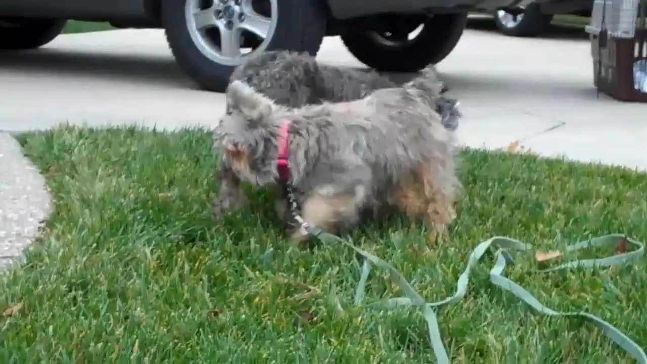 Annie and Nancy - First time out of the puppy mill/pound