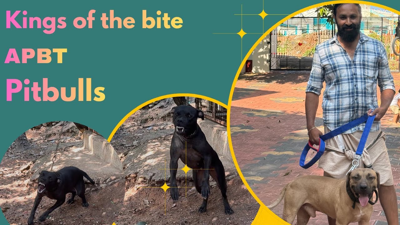 APBT Dogs at KKC Farm Vlog | American Pit Bull Terrier Farm Life 🐕