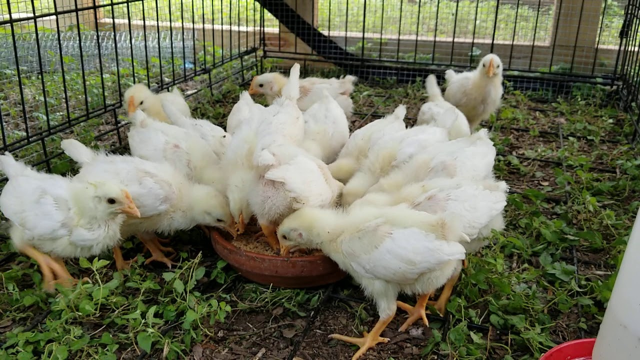 Our Micro Flock