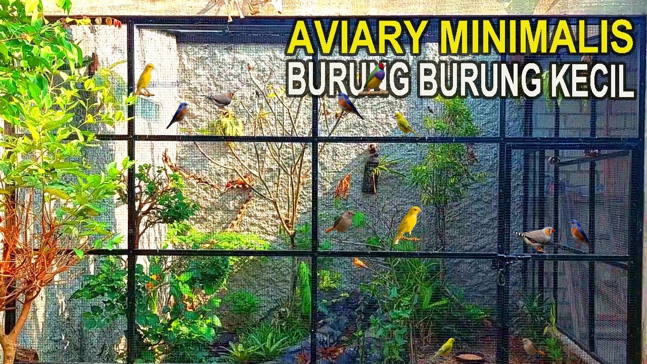 MEMBUAT AVIARY MINIMALIS 3m x 3m x 3m