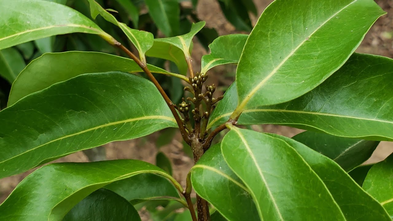 Đợt rét vàng cho vải thiều Lục Ngạn