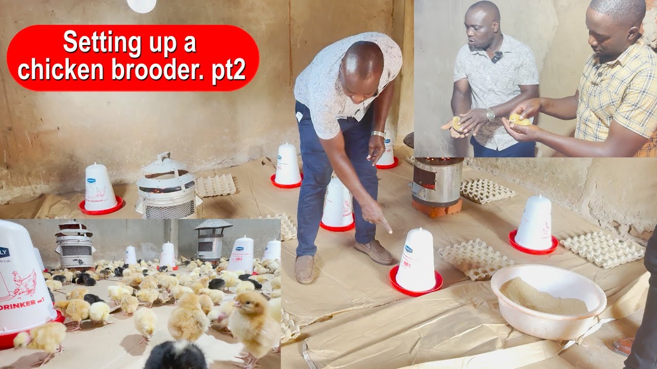 LOCAL CHICKEN FARMING FOR PROFITS; INTRODUCING THE CHICKS
