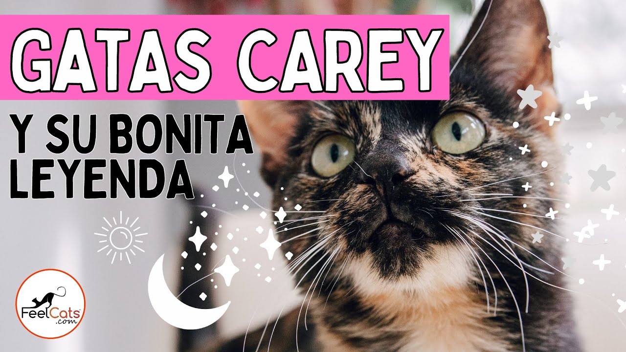 GATAS CAREY ❤🐱 | Curiosidades y su bonita leyenda