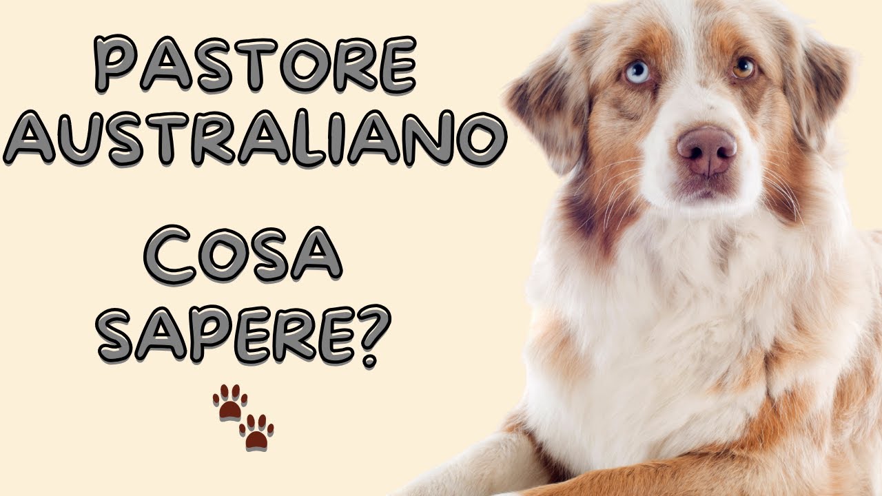 Pastore Australiano: segreti, consigli e errori da evitare con questo cane