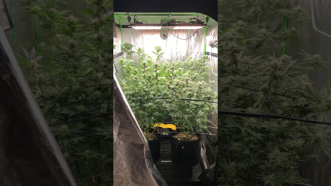 Day 26 of flower HLG 600