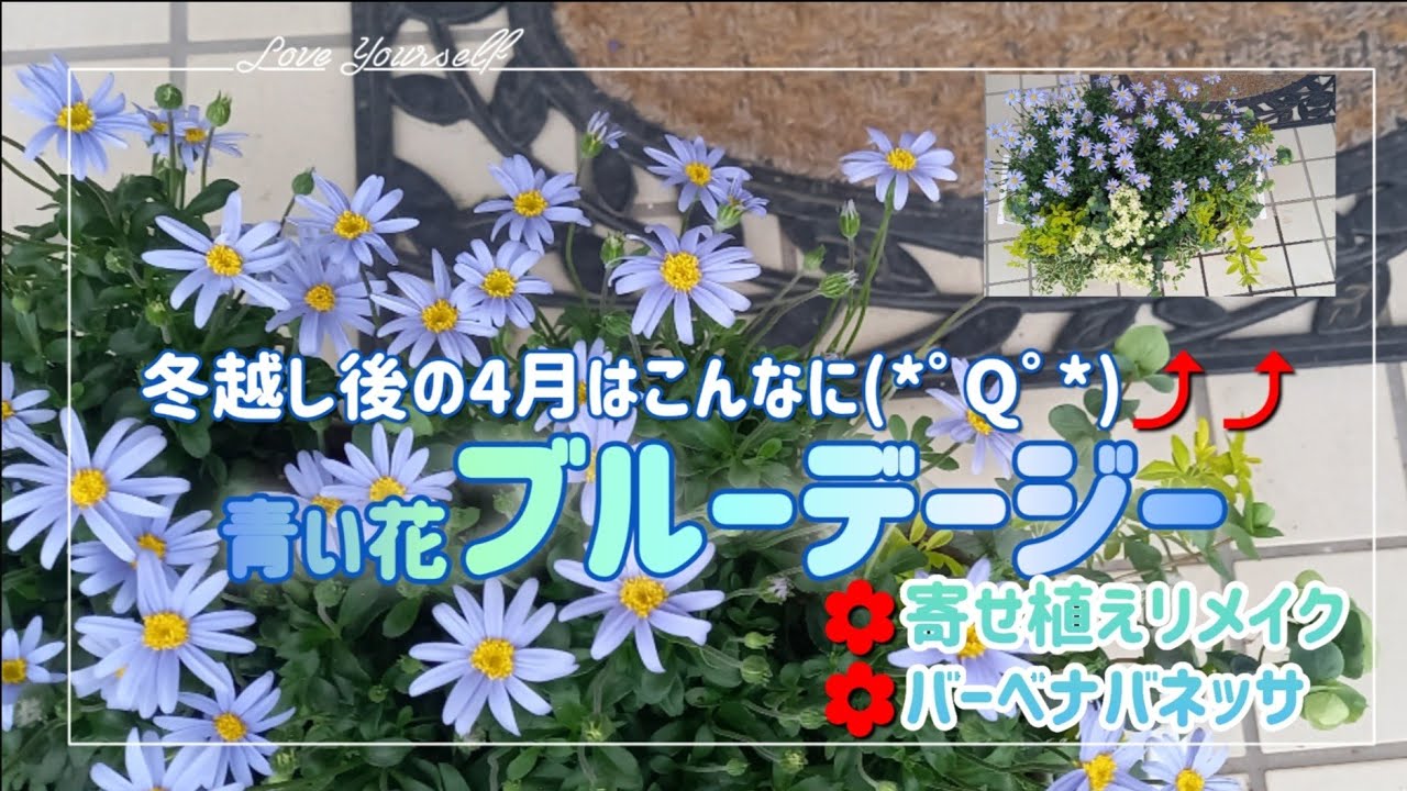 【寄せ植え】さわやか青い花ブルーデージーは大きく育ちました😊これからは暑さに強い花と楽しみます😃
