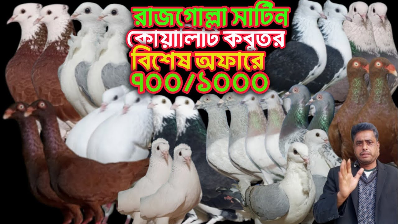 রাজগোল্লা সাটিন কালদম রেসারসহ বিভিন্ন ধরনের রংবেরঙের দেশি-বিদেশি কবুতর বিক্রি 