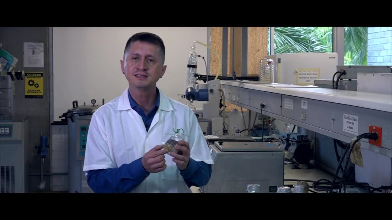 Extracto de borojó para tratar el cáncer - Teleantioquia Noticias