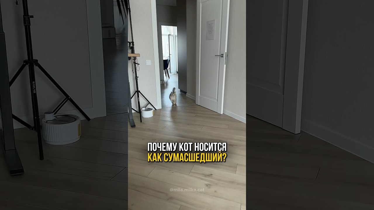 Почему у кота внезапно начинаются сумасшедшие забеги по квартире?😺🌪️
