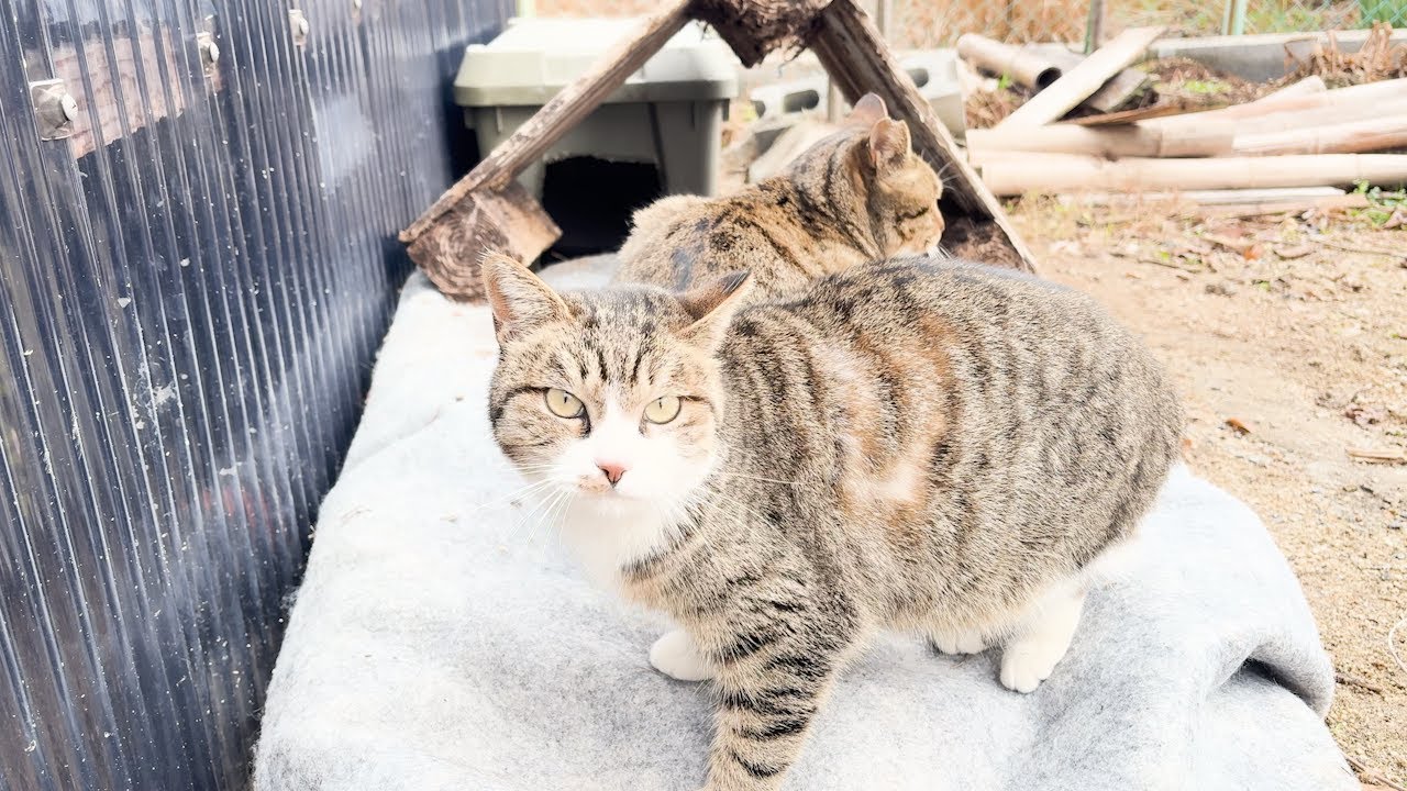 大寒波が来るので野良ネコにお家を提供しました