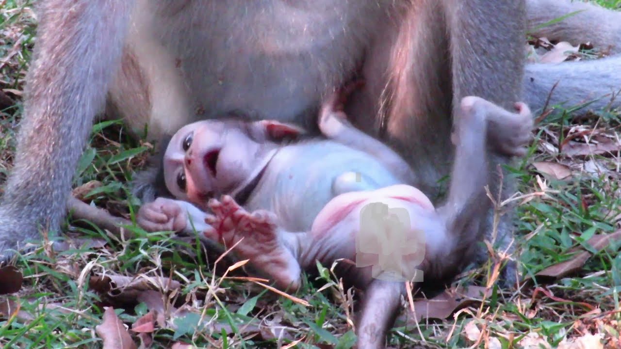 "🥺 Baby Animals Crying for Milk: You Won't Believe What Happens Next! 😍🍼"