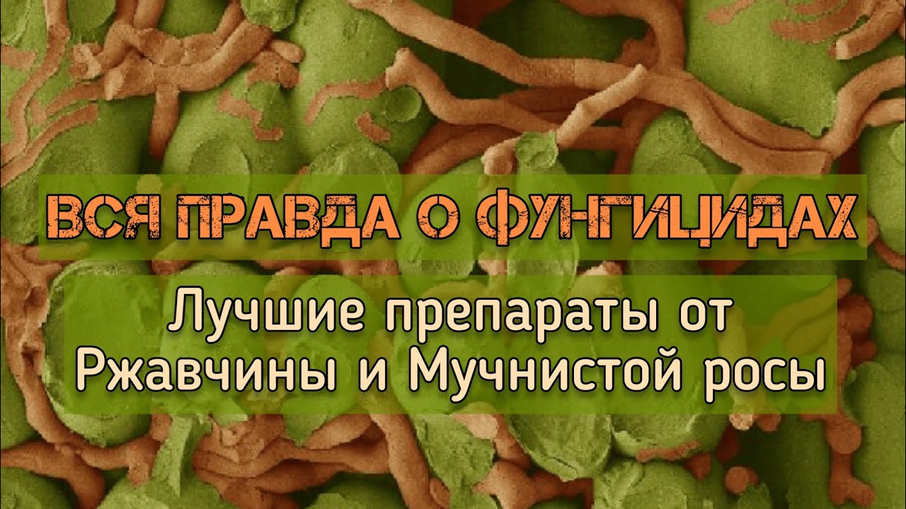 Вся правда о фунгицидах! Самые эффективные препараты для лечения ржавчины роз и мучнистой росы🌹