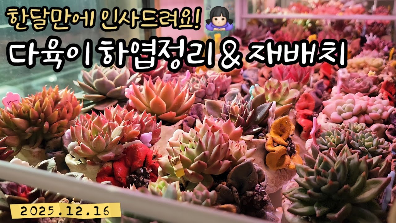 다육집사의 휴무 - 베란다 다육이 하엽정리 (feat.꽃담분)