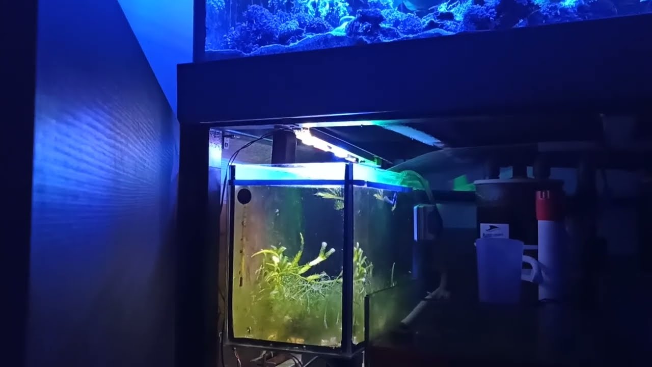 Sonunda başardikmi! Yellow Tang & Purple Tang larvasi mi yakaladik!