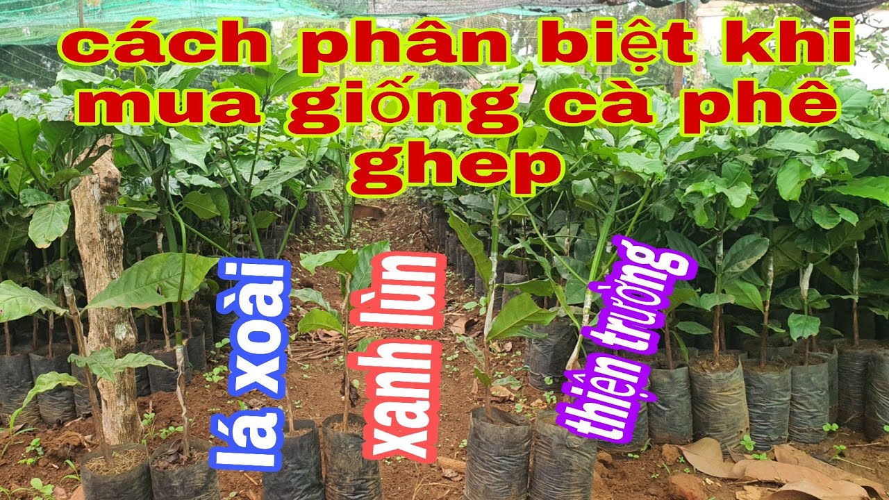 cách phân biệt xanh lùn.lá xoài thiện trường khi mua giống ghép ngoài chợ hạn chế lầm giống