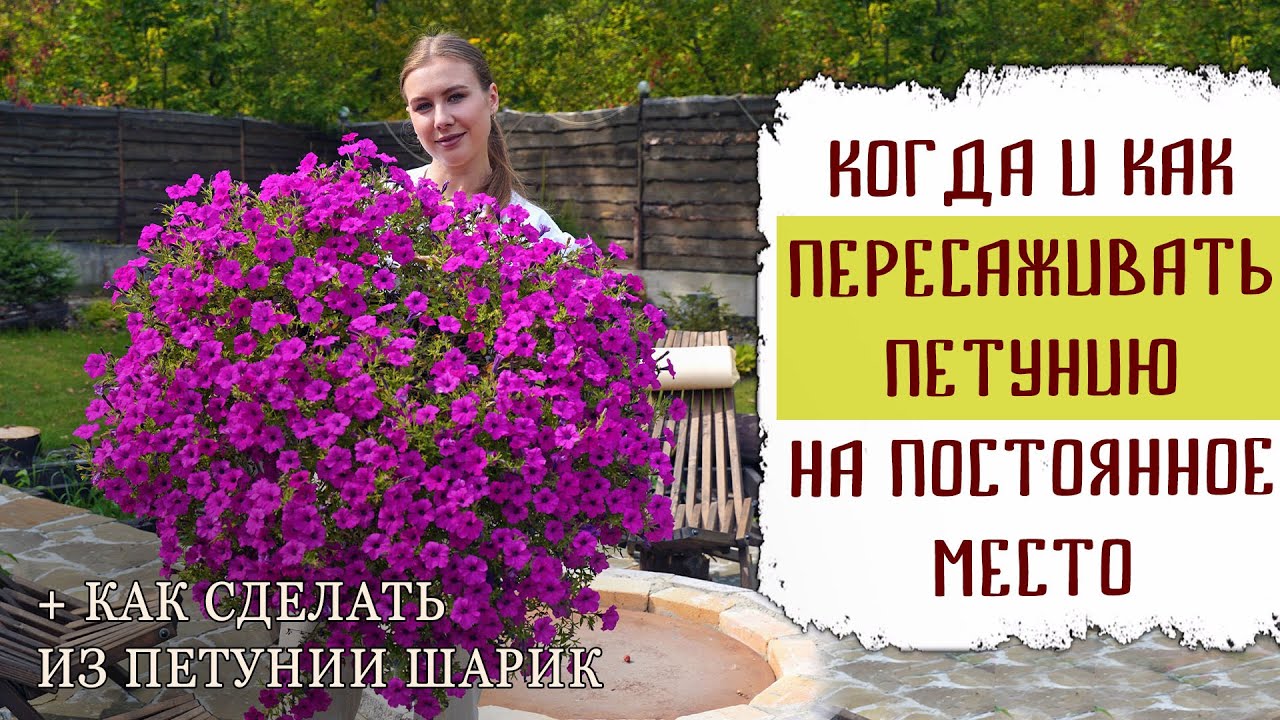 Когда и как пересаживать петунию на постоянное место | Как сделать из петунии шарик