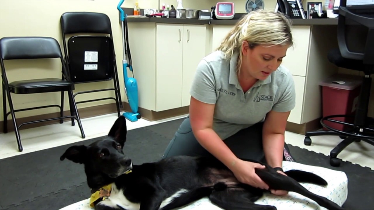 Canine Rehabilitation Post-Op Home Exercises Phases 1-2 Large Dog