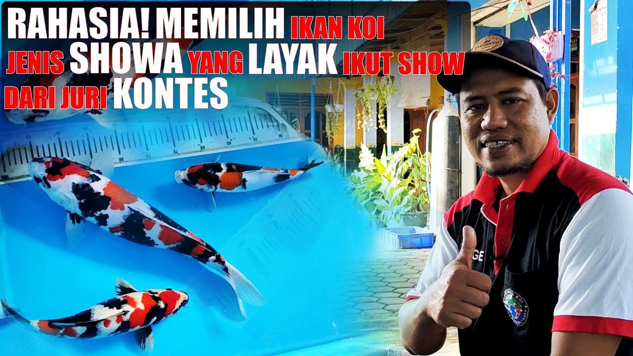 INI RAHASIANYA! MEMBEDAKAN IKAN KOI JENIS SHOWA YANG LAYAK DAN TIDAK LAYAK KONTES BELAJAR DARI JURI