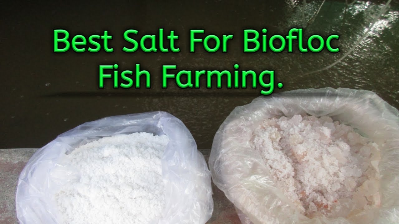 Best Salt For Biofloc Fish Farming | Biofloc Fish Farming | Biofloc In Bengali