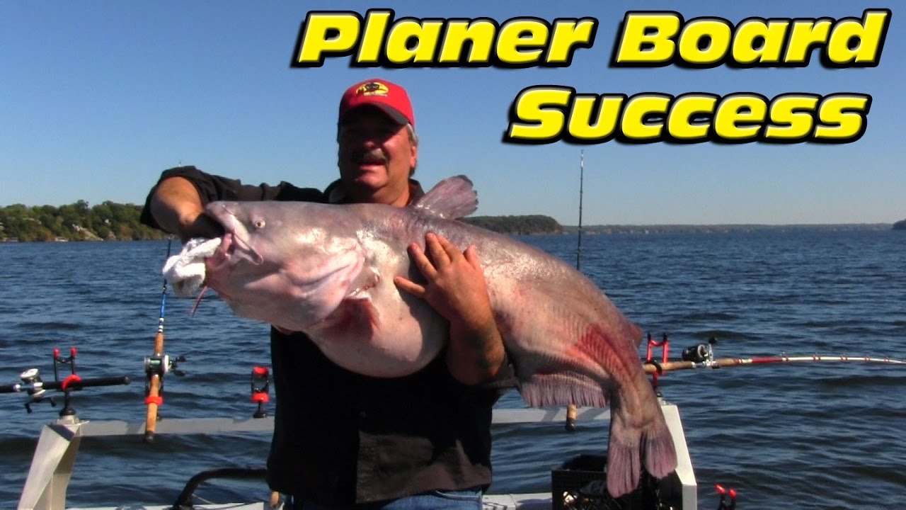 Catching Huge Catfish using planer boards