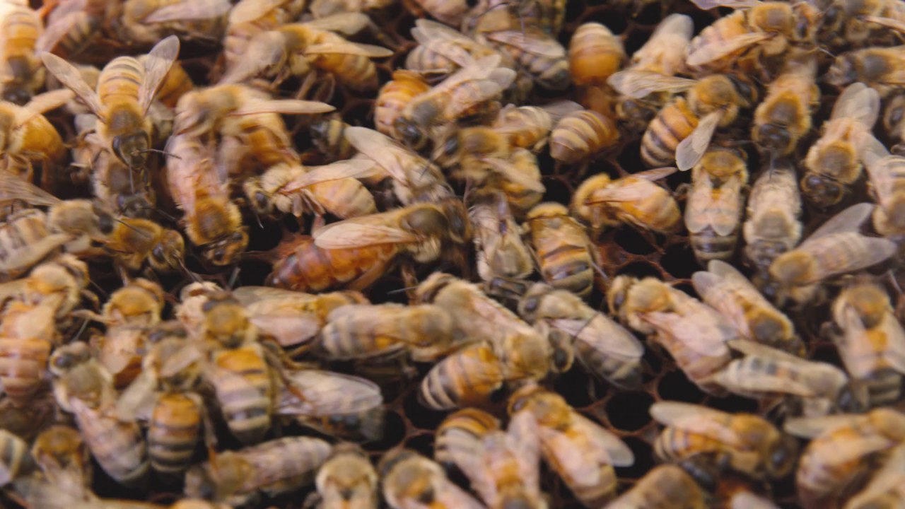 What does a queen bee look like?