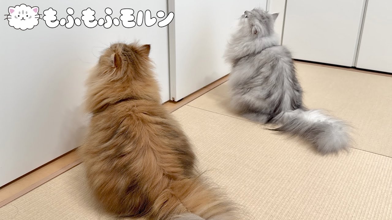 猫たちはなぜ閉じ込められたのでしょう 【サイベリアン】