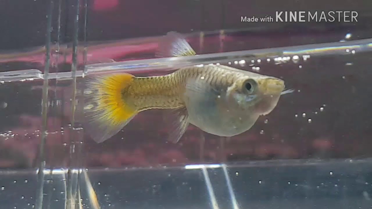 Guppy grávida
(desenvolvimento + nascimento)